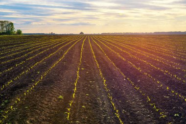 Gün batımında genç ekinlerle mısır tarlası. Kırsal alan