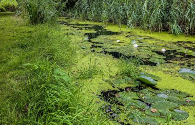 flowering algae on a river in the Spreewald   clipart