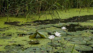 Spreewald nehirde alg çiçeklenme  