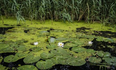 Spreewald nehirde alg çiçeklenme  