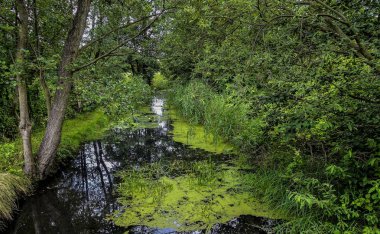 Spreewald nehirde alg çiçeklenme  