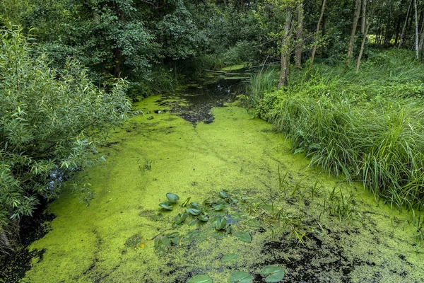 Blühende Algen an einem Fluss im Spreewald — Stockfoto