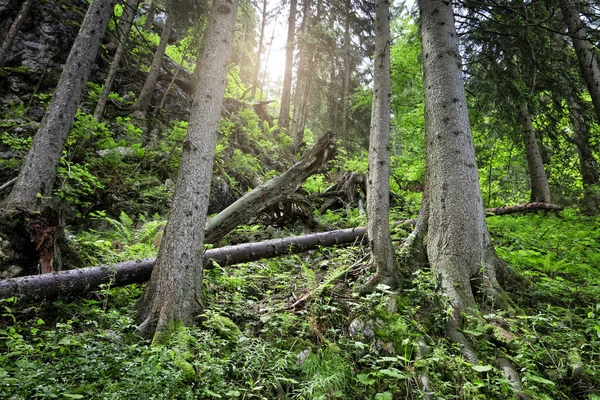 Trees in the mixed forest in the Bavarian alps — Stock Photo, Image