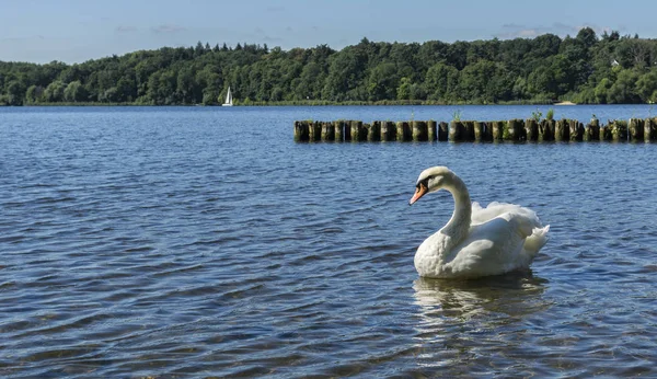 White swans on the lake — Stock Photo, Image