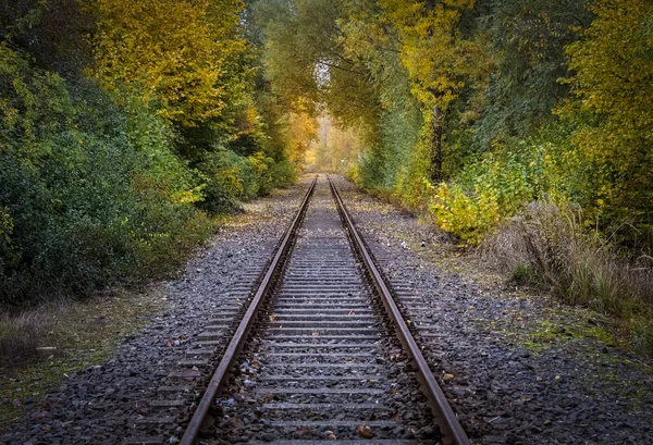 Trilhos e trilhos na floresta — Fotografia de Stock