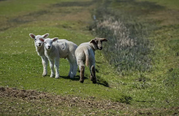 Jagnięta i owce na pastwisku — Zdjęcie stockowe