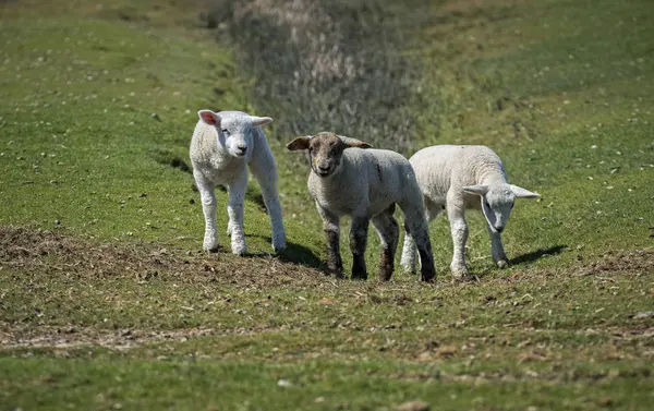 Τα αρνιά και τα πρόβατα στο Λιβάδι — Φωτογραφία Αρχείου
