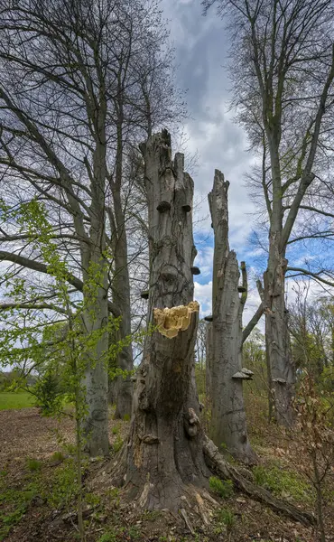 Gebroken branch op een boom — Stockfoto