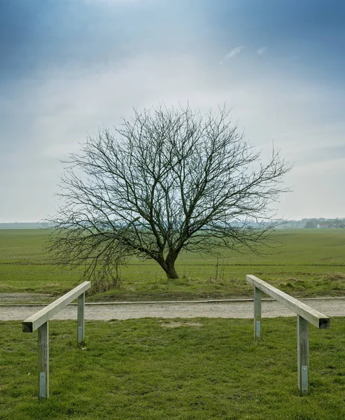 Un albero calvo sul campo — Foto Stock