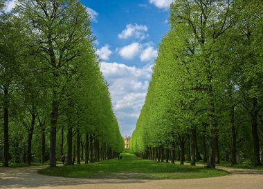 Almanya yeşil bir alanda bir ağaçlı yol  