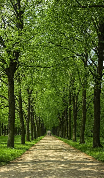 En trädkantad väg i ett grönt område i Tyskland — Stockfoto