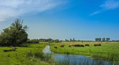 Sığır Almanya'da mera üzerinde  