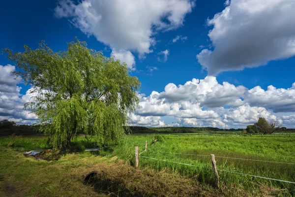 Pasture area and nature in the north of Berlin — Stock Photo, Image