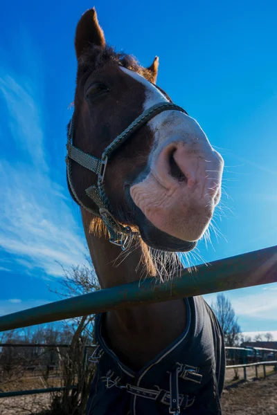 Close-up de um cavalo no paddock — Fotografia de Stock