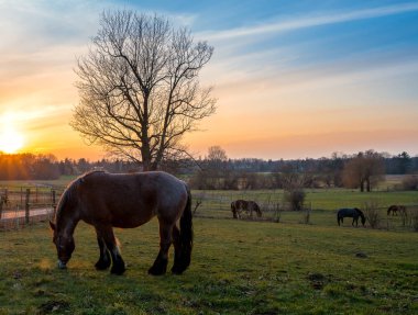 Abendrot auf der Weide