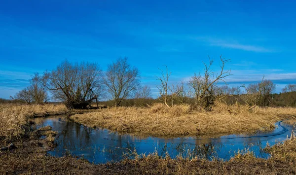 Feuchtgebiet im Winter — Stok fotoğraf