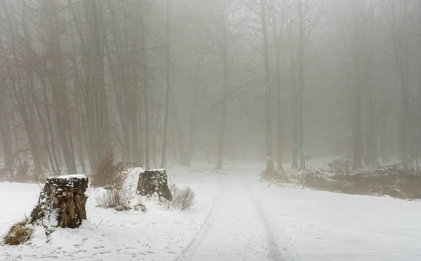 Floresta no nevoeiro de inverno — Fotografia de Stock