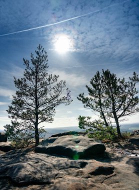 Lilienstein platosundaki küçük ağaçlar Saksonya 'daki elbe kumtaşı dağlarında