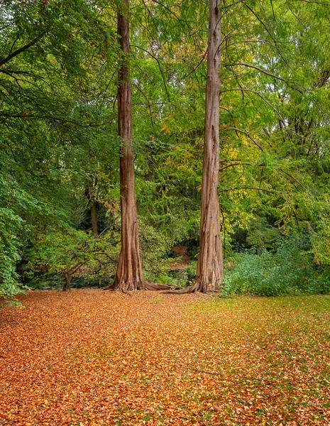 Bäume mit Herbstlaub in einem Berliner Park — Stockfoto