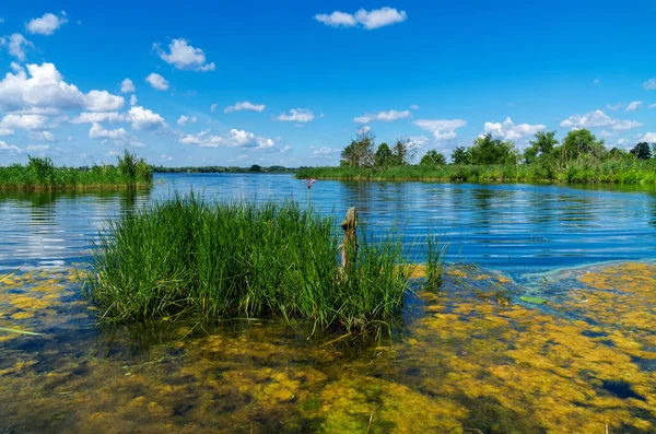 Small Lake Yellow Algae Landscape Brandenburg Germany — Stock Photo, Image