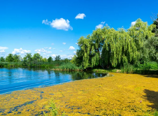 Small Lake Yellow Algae Landscape Brandenburg Germany — Stock Photo, Image
