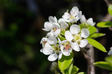Armut Ağacı çiçekleri