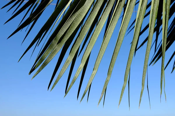 Arco di foglie di palma — Foto Stock