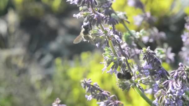 Las abejas recogen el néctar de las flores amarillas y moradas — Vídeo de stock