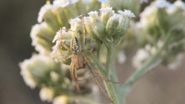 Green spider on white flowers — Stock Video