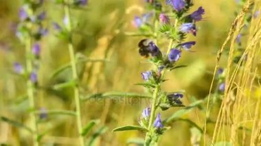  Vahşi bir çiçek polen Bumblebee alır