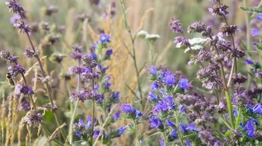 Arı polen mor ve mavi çiçek toplamak.