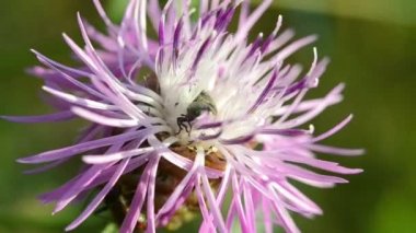 Çiçek böcek dışarı tarar