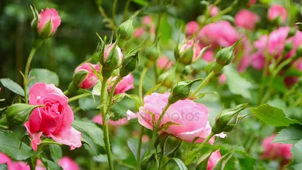 Розовая роза крупным планом на размытом фоне — стоковое видео