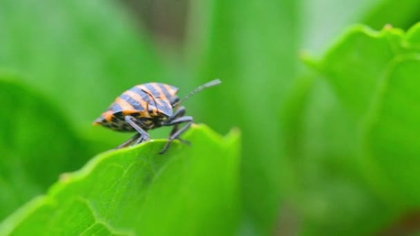Red beetle with black stripes creeps along the green leaf — Stock Video