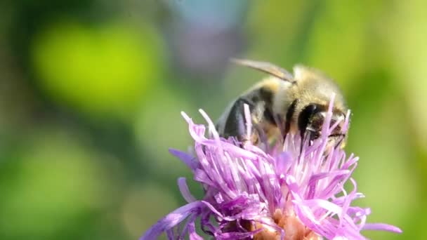 Abeja macro recoge polen en una flor violeta — Vídeos de Stock