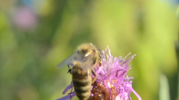 ,    Een macro-bee op een bloem landt, verzamelt stuifmeel en vliegt weg — Stockvideo