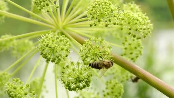 Las abejas recogen polen de flores amarillas — Vídeos de Stock