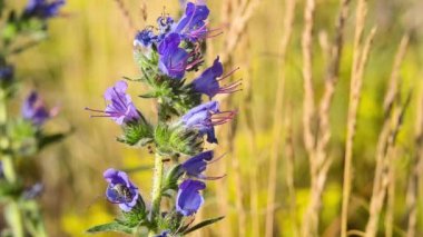 Karıncalar ve böcekler mavi bir çiçekte, sarı bulanık bir arka planda.