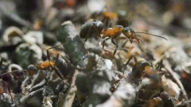 Ormandaki bir karınca yuvasında karıncalar. - Yakın çekim. Makro. Orman Karıncası