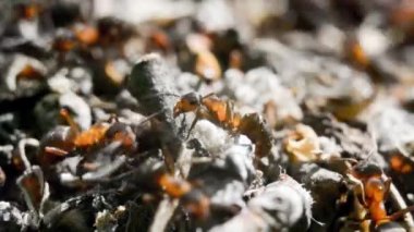 Ormandaki bir karınca yuvasında karıncalar. - Yakın çekim. Makro. Orman Karıncası