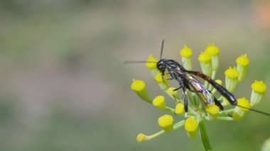 Böcek sarı bir çiçeğin üzerinde sürünür. Makro. Bulanık arkaplan.