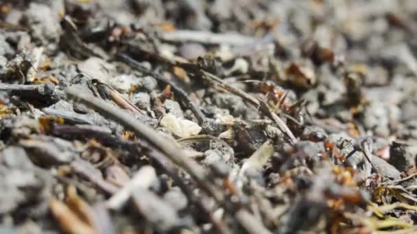 Ants Anthill Woods Close Macro Forest Ant — Stock Video