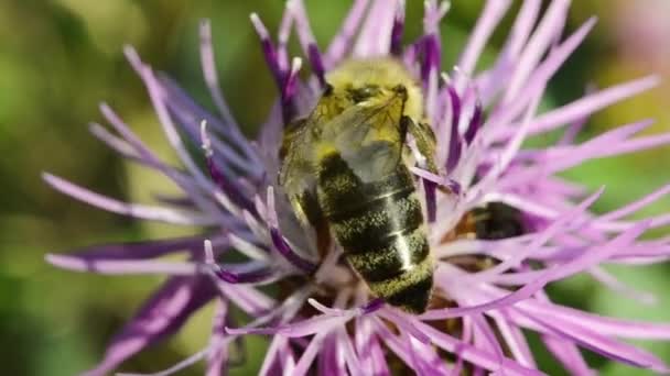 Abelha Close Uma Flor Roxa Recolhe Pólen Fundo Desfocado Macro — Vídeo de Stock