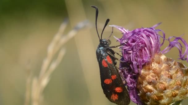 Motyl Czarno Czerwonymi Skrzydłami Siedzący Kwiatku Zamazane Tło Makro Owady — Wideo stockowe