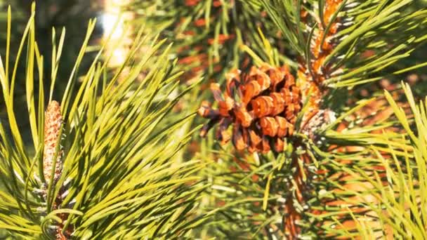 Aiguilles de pin dans un jour ensoleillé du printemps, Gros plan — Video