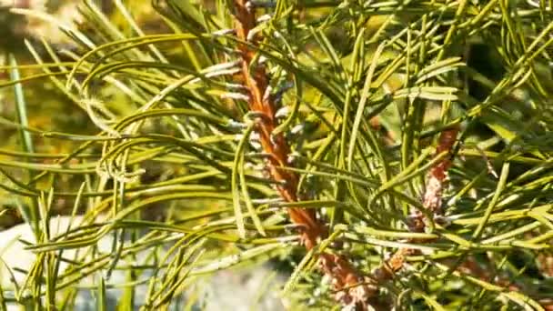 Pine Needles in a Sunny Spring Day, Closeup — Stock Video