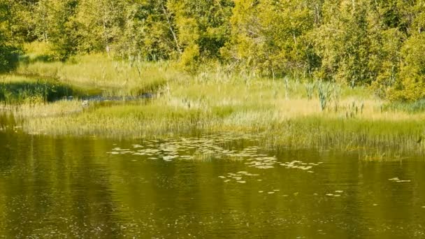 Calm Lake Landscape Upper View — Stock Video