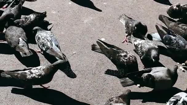 Alimentación de palomas en cámara lenta — Vídeo de stock