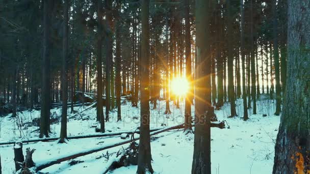 Bosque de invierno Slider Dolly Shot — Vídeo de stock