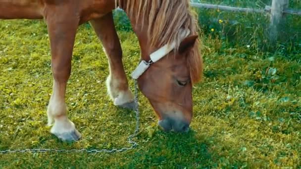 Konia jedzenie zielona trawa zbliżenie — Wideo stockowe